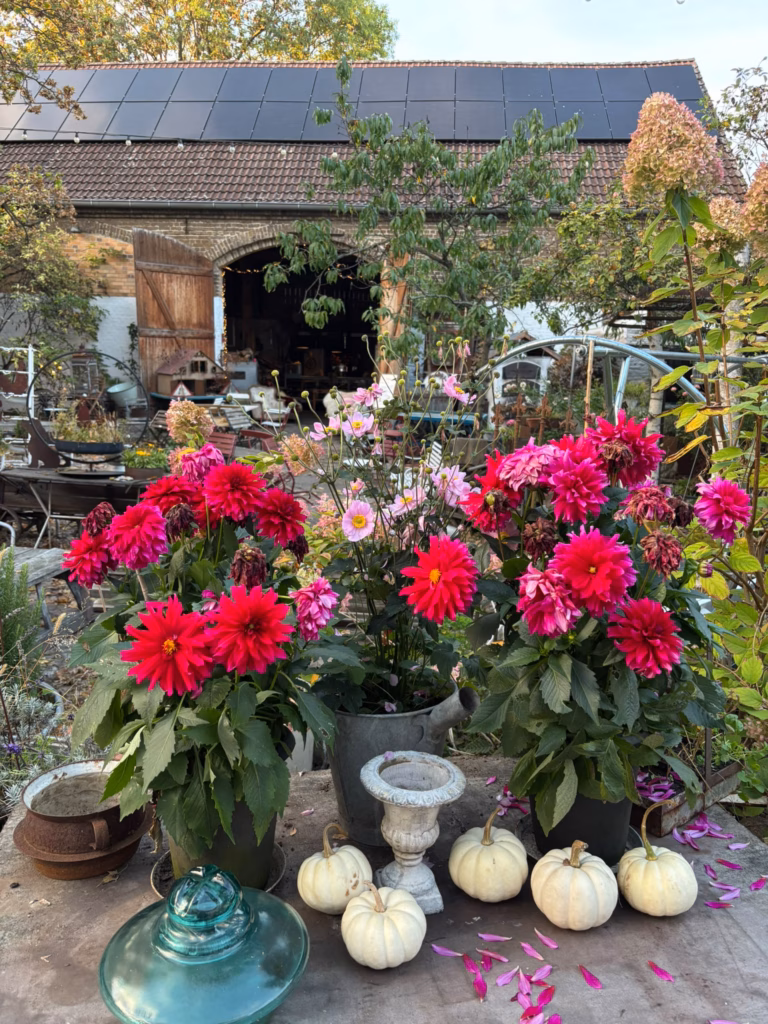 knallbunte Dahlien vor Scheunentor